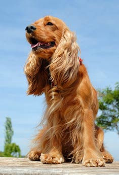 English Cocker Spaniel |Dog Bark Collars 