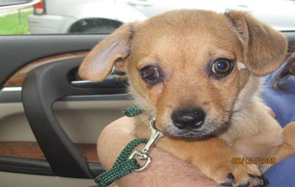 puppy.jpg