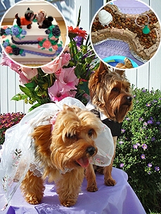 YorkieWedding