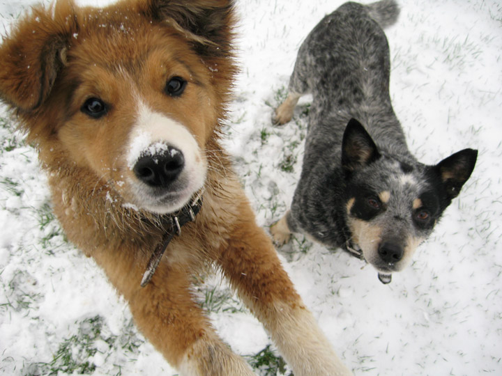 dog in snow effigy