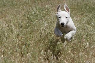 dog-training-come