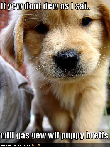 Super Cute Puppy Pictures!