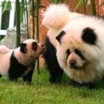 Panda Dogs