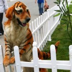Tiger dog